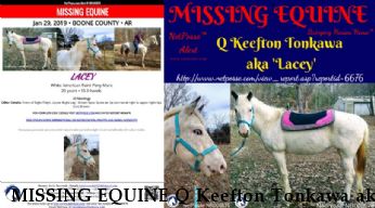 MISSING EQUINE Q Keefton Tonkawa aka 'Lacey',  RECOVERED 1/30/19 Near Harrison, AR, 72601